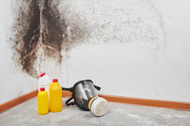 Best Residential Mold Remediation in Aromas, CA