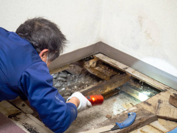 Trusted Aromas, CA Mold Remediation Experts