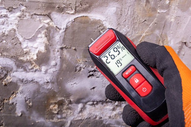 Best White Mold Remediation in Aromas, CA